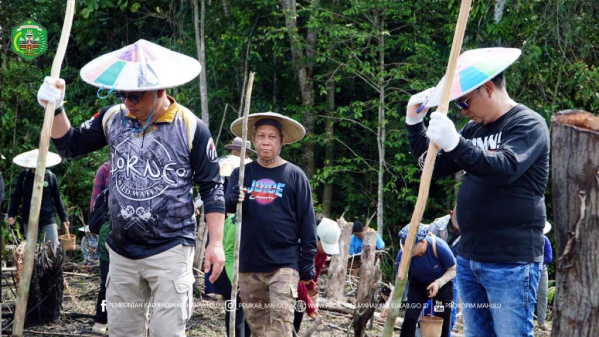 Wabup Mahulu Bersama Masyarakat, Gelar Tradisi Menugal Padi Gunung